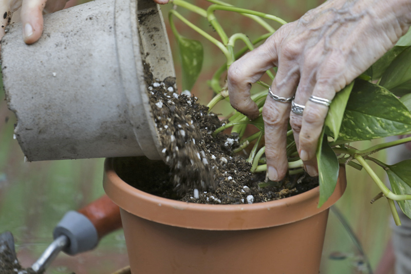 Agricultural Photography of Woman Planting Tomatoes